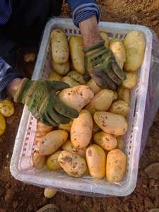 มันฝรั่งสดปลูกในฟาร์มแสนอร่อย - Product Image 2