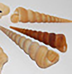 Petite coquille indonésie artisanat naturel BIJOUX COQUILLAGE avec stylo Long 10-13cm Code motif divers types de types de coquille naturelle - Product Image 1