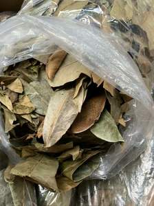 BON PRODUIT FEUILLE DE SOURSOP/FEUILLES DE GRAVIOLA SÉCHÉES - Product Image 6