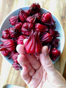 Fleurs de rose-mallow chinoise séchées de bonne qualité du Vietnam, fournies aux grossistes et aux revendeurs pour les cadeaux et les fêtes, Mme May - Product Image 5
