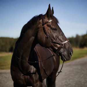 Brida de caballo de cuero genuino Fabricante Brida de caballo de cuero genuino colorido de lujo en India - Product Image 6