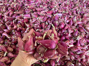 Anneaux d'échalote congelés | Ingrédient aromatique | Usine du Vietnam - Product Image 2