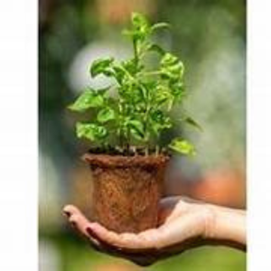 BioCoco Cultivator Cups Premium Pot Bandejas conveniente para un cultivo de plantas - Product Image 2