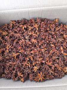 Anis étoilé d'automne d'Agrikim Vietnam entièrement certifié de haute qualité, épices et herbes au meilleur prix avec échantillon gratuit - Product Image 1