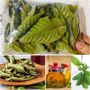 Hojas de guayaba frescas y aromáticas secas/calidad premium/precio asequible/cosechadas en Vietnam - Product Image 2