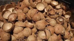 Coques de noix de coco brutes pas chères en provenance du Vietnam, pour l'Europe / la Turquie - Product Image 2