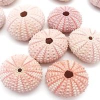 Mini coquille de mer pour bricolage jouet et artisanat meilleur prix coquilles d'oursin naturelles coquillages océaniques