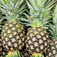 Sappige En Zoete Tropische Ananas/Boerderij Vers/Betaalbare Waarde/Gemaakt In Vietnam