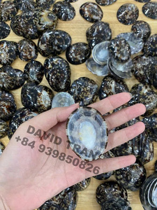 Exportation en gros de coquilles de lipet uniques pour la fabrication de bijoux en résine Aquarium et projets créatifs - Product Image 4