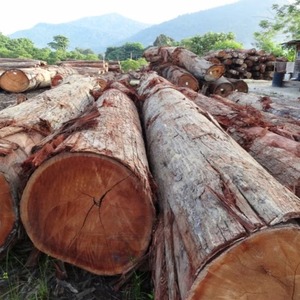 Bois de meranti rouge séché au four, bois de meranti rouge de haute qualité pour portes, fenêtres et cadres - Product Image 6