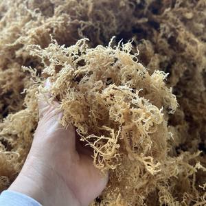 Bulk Factory Vietnam Dried <b>Sea</b> <b>Moss</b> Raw Eucheuma Cottonii Purple Gold Irish Seaweed Spinosum Custom Label Pack - Product Image 3