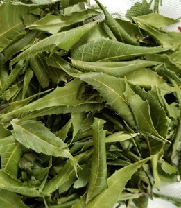 Azadirachta indica สะเดาใบผลิตภัณฑ์ทางการเกษตรธรรมชาติจากปากีสถาน - Product Image 1
