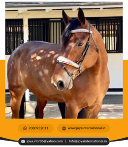 The Dolce Limited Edition Snaffle Bridle Custom Bridle Best <b>Dressage</b> Bridles at Wholesale Price Folding - Product Image 4