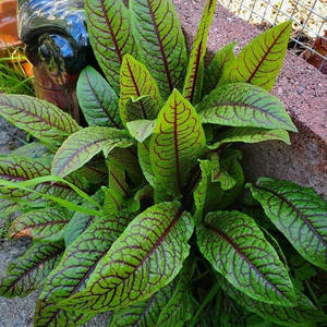 Rumex Sanguineus 100% Naturel Décoratif Savoureux Perpétuel avec Beta-Carotène, Forme de Feuille - Product Image 3