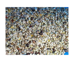 Coquille de mer de cauri lâche d'artisanat naturel de coquillage de couleur blanche polie élevée pour le bricolage - Product Image 2