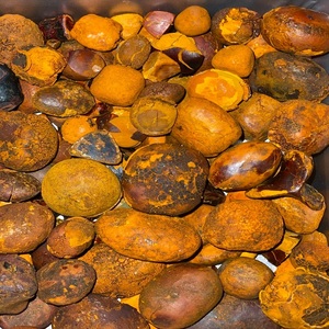 Proveedor de cálculos biliares de vaca búfalo de ganado al por mayor de calidad superior Cálculos biliares enteros y rotos amarillos naturales genuinos en stock - Product Image 5