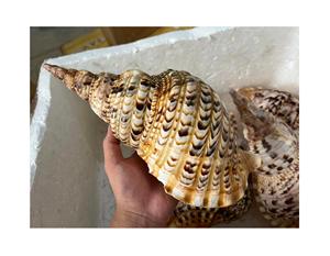 Trompeta enorme natural Triton amonita decoración pulida gran concha de caracol para artesanía o decoración a granel estilo Animal de concha marina - Product Image 6