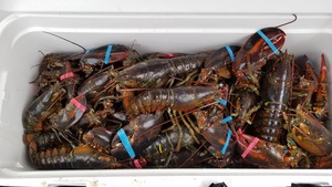 Langosta entera congelada a precio mayorista, compre hoy y disfrute de entrega rápida de mariscos frescos y deliciosos - Product Image 2