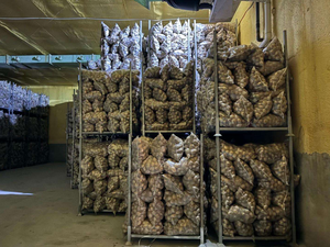 Nueva Temporada, Patatas Frescas Orgánicas de Variedad Holandesa, Pulpa Amarilla Brillante, Forma Larga, Venta al por Mayor a Bajo Precio, Exportación a Todo el Mundo, ECO - Product Image 5