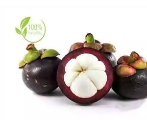 Lotion au beurre de Kokum de haute qualité au meilleur prix de l'Inde du Sud utilisé pour les exportateurs et les fabricants de gros brillants pour le corps - Product Image 2