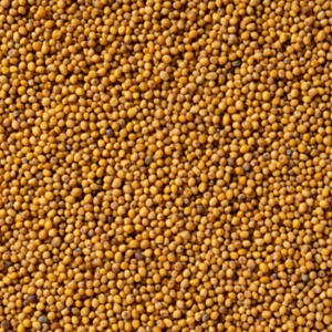 Graines de moutarde noire naturelles de qualité supérieure décortiquées Exportation Non-OGM pour le commerce d'épices européen Expédition mondiale - Product Image 5