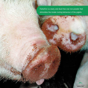 Thức ăn bổ sung ferkofer với hàm lượng sắt cao khai thác hành vi ra rễ bẩm sinh để ngăn ngừa thiếu máu ở heo con 5kg - Product Image 2