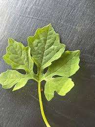 สารสกัดจากใบเมลอนบริสุทธิ์/ประโยชน์ในการดูแลผิว/ฉลากที่สะอาด/NON-GMO - Product Image 4