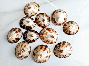 เปลือกหอยซุ้มสีดําธรรมชาติจากเวียดนาม | เปลือกพยาบาลธรรมชาติ - Product Image 4