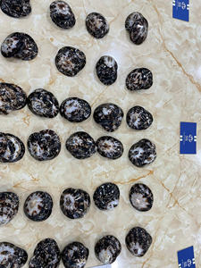 Coquillages de limpets les plus vendus pour l'artisanat décoratif, l'assemblage et l'exposition, destinés à l'exportation au Vietnam - Product Image 6