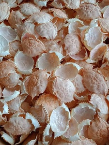 Concha de cangrejo seca para alimentos de mariscos y ganado, calidad superior, mejor precio, venta en gran cantidad solo para la exportación - Product Image 2