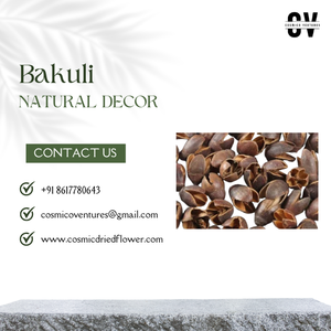 Matériel végétal naturel sec écologique de haute qualité, gousses de Bakuli, pour la remise des diplômes, Halloween, fête des pères, fête des mères, Pâques - Product Image 2