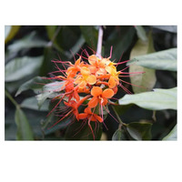Herbojit, best-seller, extrait d'Ashoka 99% naturel, poudre de saraca d'Inde de qualité supérieure, cultivée à l'état sauvage, emballée sous vide dans un fût en HDPE