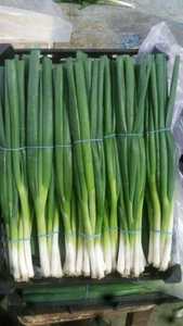 OIGNON DE PRINTEMPS HACHÉ CONGELÉ prêt à l'emploi pour la cuisson et l'assaisonnement // EXPORTATION EN VRAC DU VIETNAM - Product Image 5