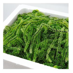 Exportar uvas de mar en grandes cantidades desde Vietnam-Las uvas de mar son instantáneas-Conveniente-Fácil de usar - Product Image 2