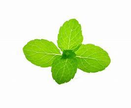 HIERBAS DE MENTA VERDE NATURAL RECIÉN COSECHADAS ETIQUETA LIMPIA PLANTA PURA BASADA PARA APOYO AL SISTEMA INMUNE Y DETOX - Product Image 2