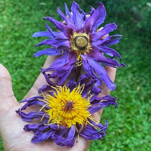 Flores de Loto Azul secas de Sri Lanka, hoja de Loto Azul deshidratada para uso medicinal, bebida de hoja de Loto Azul - Product Image 5