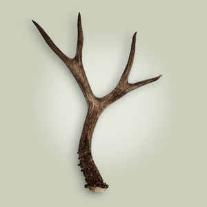 Bois de cerf rouge naturel en gros à vendre - Product Image 4