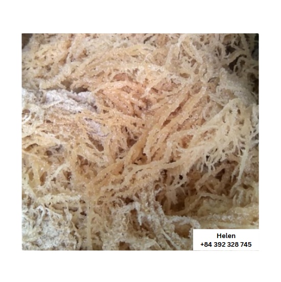 Сушеные Eucheuma Cottonii и ирландский морской мох из Вьетнама, высокое качество, золотистые несоленые органические чистые водоросли, конкурентоспособная цена