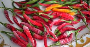 การส่งออกเวียดนามของผลไม้แช่แข็งพริกแดงร้อน100% ในราคาที่ดีที่สุด - Product Image 3