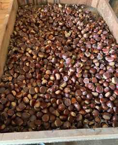 เกาลัดดิบสำหรับขายจำนวนมากในราคาขายส่งที่สมบูรณ์แบบสำหรับซัพพลายเออร์ถั่วและอาหาร - Product Image 4