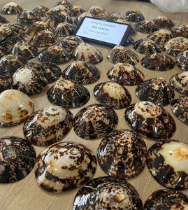 Coquilles d'allaitement naturelles et décoratives idéales pour la fabrication de bijoux artisanaux Design d'intérieur Affichage et ornements d'aquarium - Product Image 6