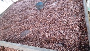 100% Divers fèves de cacao à vendre - Product Image 2