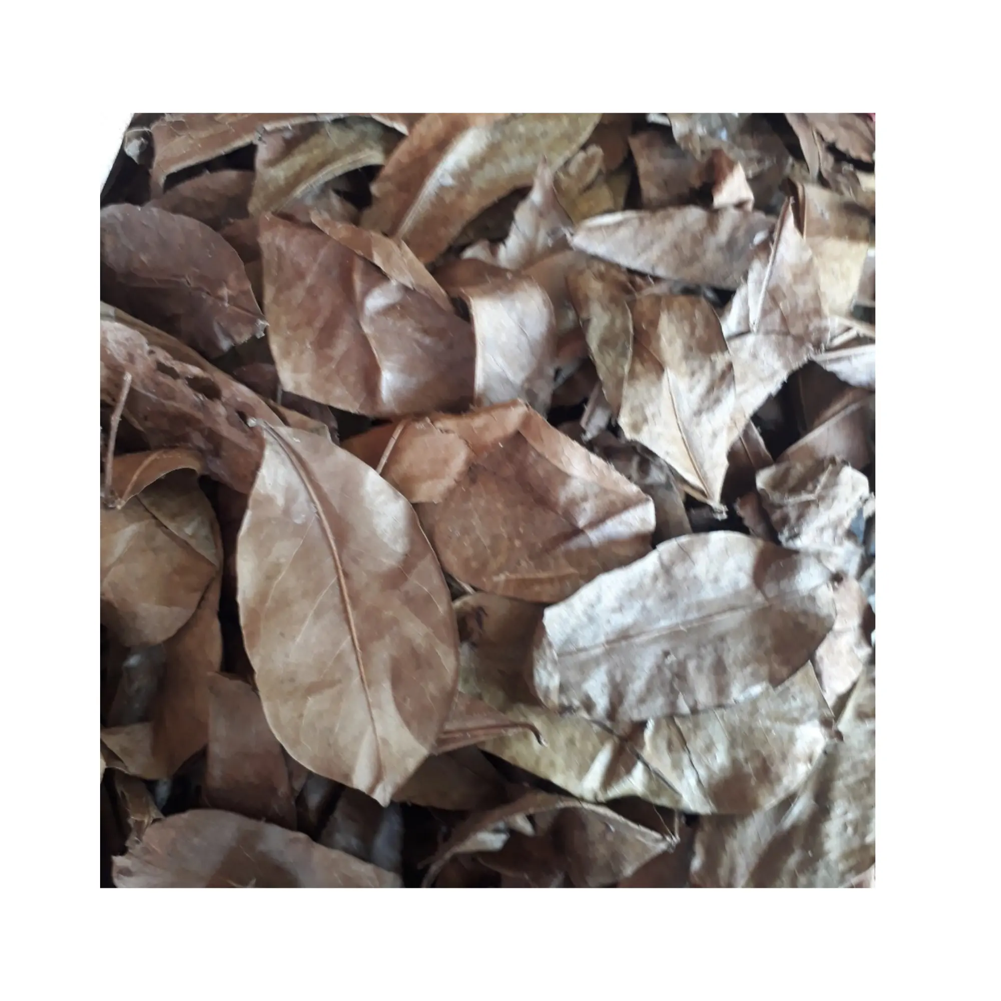 허브 차를위한 유기농 수스프 잎: 면역 지원, 이완 및 전반적인 웰빙에 적합