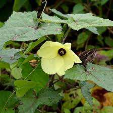 Fabricante de Aceite Esencial de Semilla de Ambrette 100% Puro de Alta Calidad al por Mayor, Aceite Esencial de Semilla de Ambrette 100% Puro y Natural en INDIA - Product Image 2