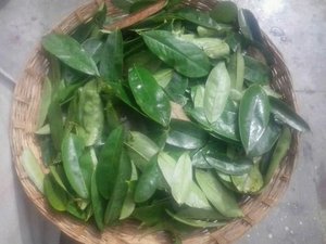 100% TOUTES LES FEUILLES NATURELLES DE GUANABANA/FEUILLES DE SOURSOL/FEUILLES DE GRAVIOLA DU VIETNAM // M. Kevin + 84 968311314 - Product Image 6