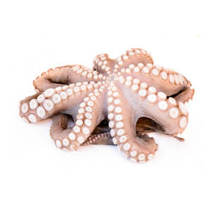 Pulpo Premium de Vietnam Compre pulpo congelado a granel a precios competitivos al por mayor con garantía de frescura y calidad - Product Image 1