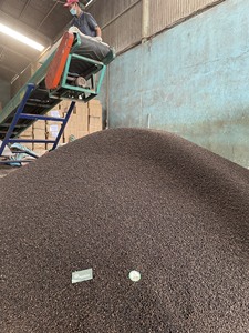 Prix usine poivre noir exporté du Vietnam poivre noir séché de haute qualité WS + 84 865216698 - Product Image 6