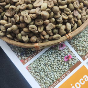 VILACONIC Vietnam ROBUSTA GREEN DE CAFÉ-Calidad de exportación de procesamiento de granos de café Robusta-Whatsapp:+ 84 388 385 347 Alicia - Product Image 4