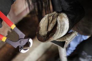 Mango DE CORTADOR de pinza de pezuña de herrador ajustable de 8 pulgadas, Kit de protector de equitación de 5 piezas, suministros estables para propietarios de caballos - Product Image 5