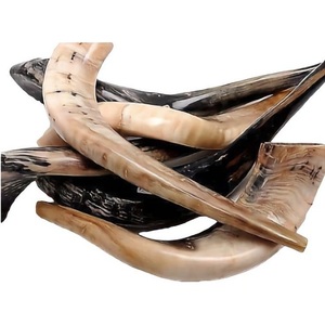 Jewish Shofar Horn From Israel Authentic Polished Shofar Size 30 cm - 35 cm 11.8 Inch - 13.77 Inch - Product Image 4